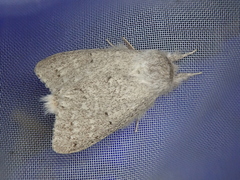 Cnethodonta grisescens