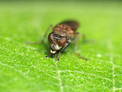 Ochthera tuberculata