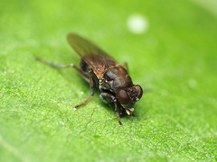 Ochthera tuberculata