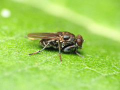 Ochthera tuberculata