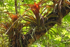 Tillandsia capitata