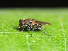 Ochthera tuberculata