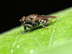 Ochthera tuberculata