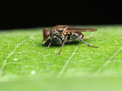 Ochthera tuberculata