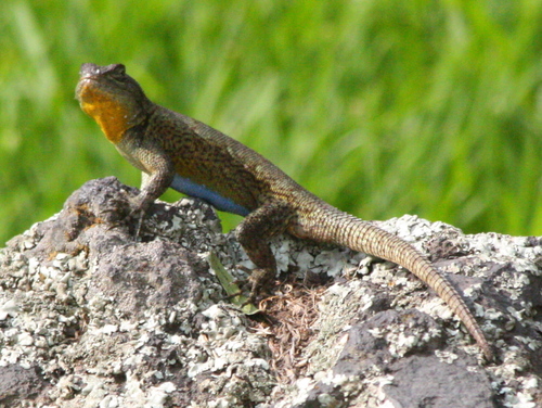 Sceloporus grammicus