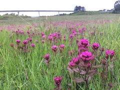 Castilleja ambigua humboldtiensis