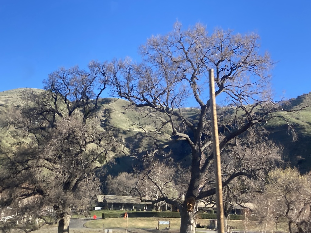 Lebec Tree blue oak from I-5 N, Lebec, CA, US on February 19, 2022 at 08:21 AM by ...