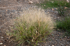 Panicum hillmanii