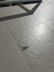 Schistocerca literosa