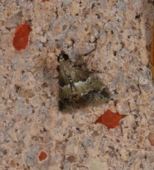 Arescoptera idiotypa