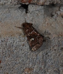 Chaograptis euchrysa