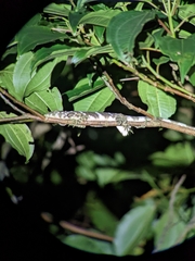 Anolis insignis