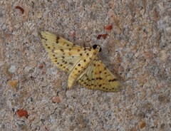 Conogethes diminutiva