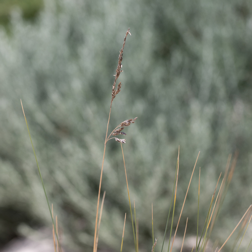 Poa poiformis, photograph 6