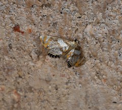 Nymphicula queenslandica