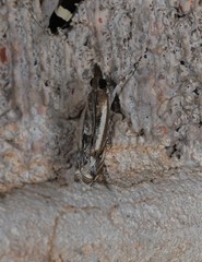 Anaclastis apicistrigellus