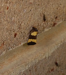 Micrapatetis orthozona