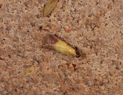 Nephopterix chryserythra