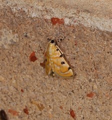 Notarcha