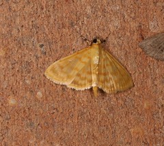 Notarcha chrysoplasta