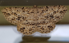 Thallogama pansticta