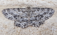 Thallogama pansticta