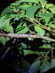 Anolis insignis