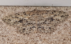 Thallogama pansticta