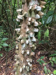 Zanthoxylum setulosum