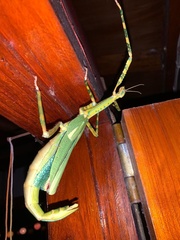 Eurycnema versirubra