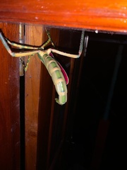 Eurycnema versirubra