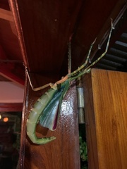 Eurycnema versirubra