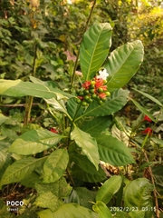 Rauvolfia serpentina