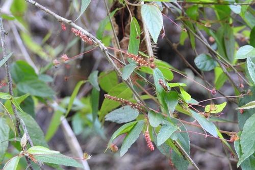 Acalypha chiapensis (Acalypha chiapensis)