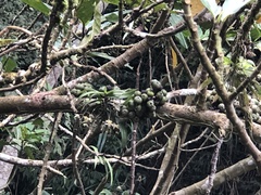 Thrixspermum saruwatarii