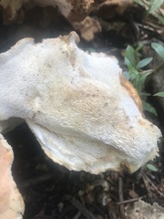 Bondarzewia kirkii