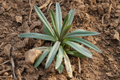 Chamaenerion angustifolium