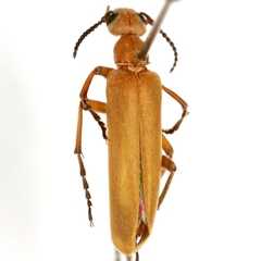 Epicauta ochrea