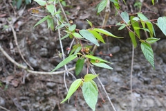 Acalypha chiapensis