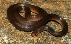 Enulius flavitorques