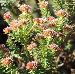Ozothamnus alpinus