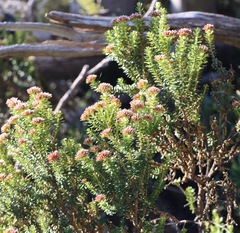 Ozothamnus alpinus