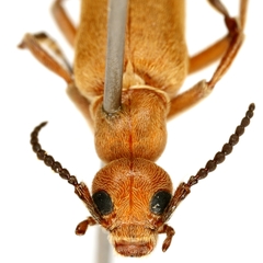 Epicauta ochrea