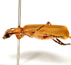Epicauta ochrea