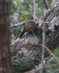 Dendrexetastes rufigula