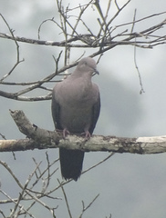 Patagioenas plumbea