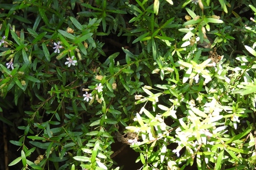 Cuphea hyssopifolia