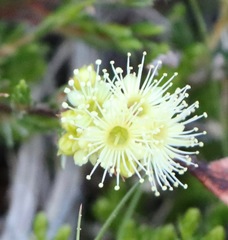 Kunzea muelleri