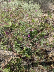 Phaseolus filiformis