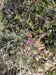 Phaseolus filiformis